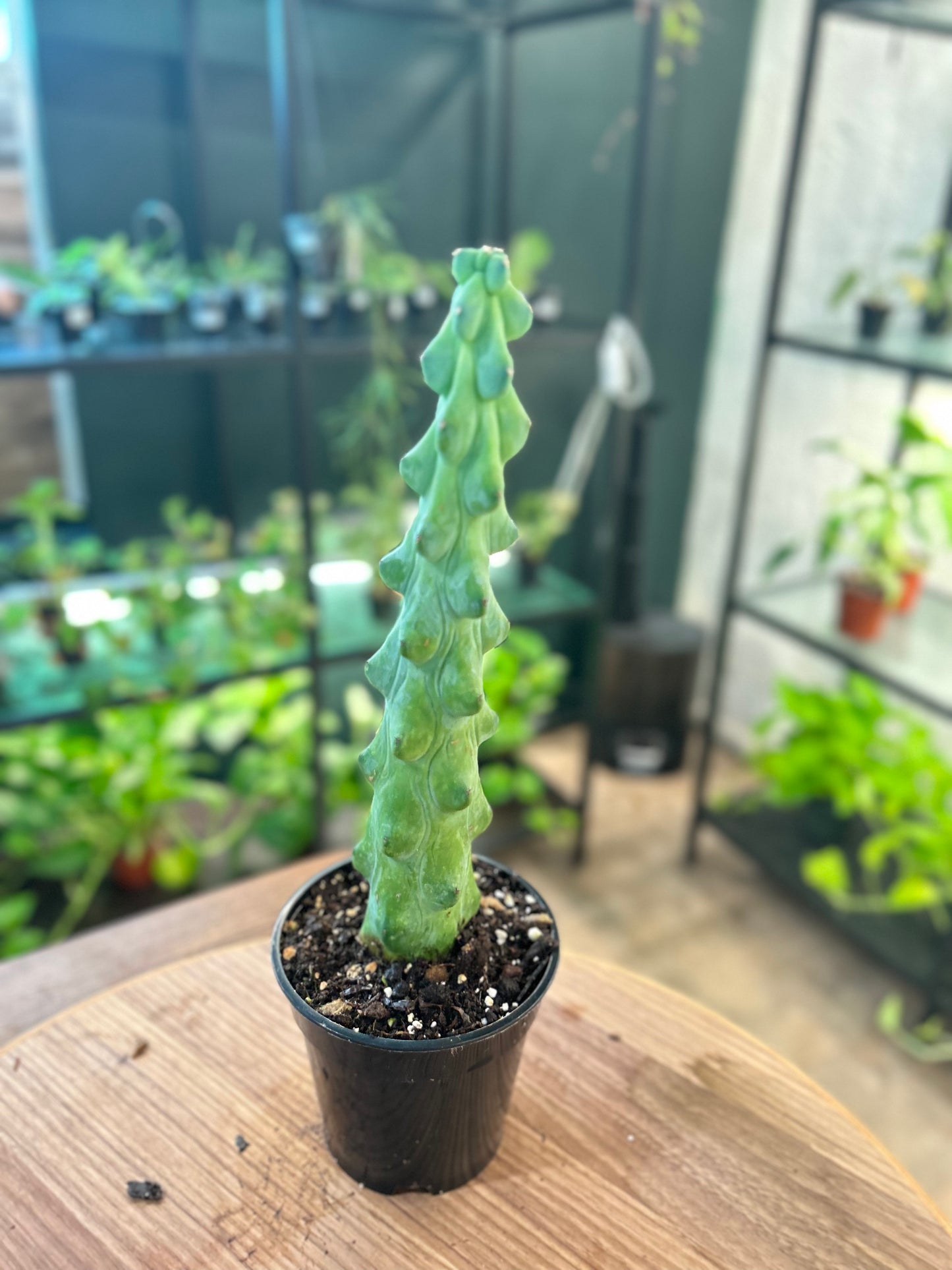 Boobie Cactus