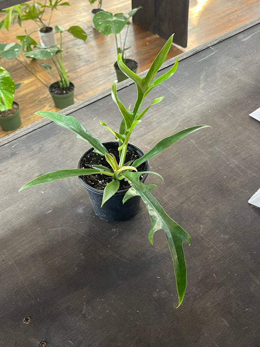 Philodendron Tortum Wide Form