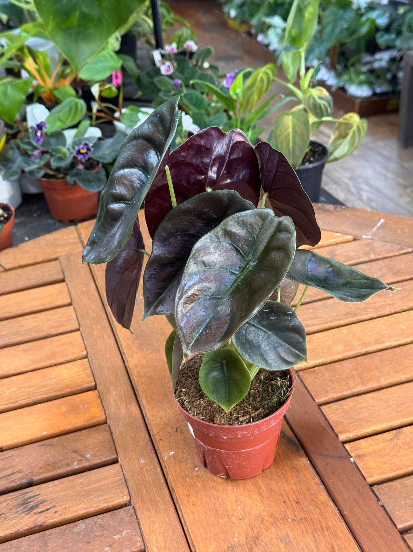 Alocasia Cuprea 4”