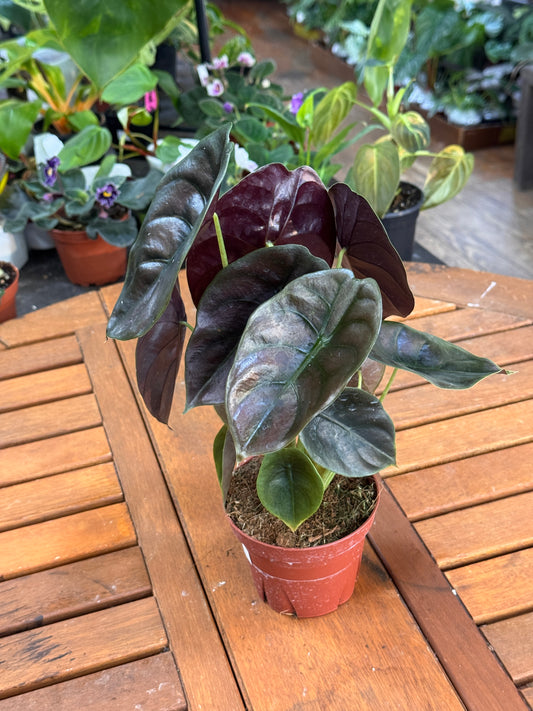 Alocasia Cuprea 4”