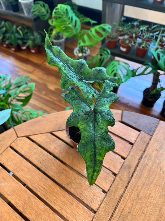 Alocasia Jacklyn 4”
