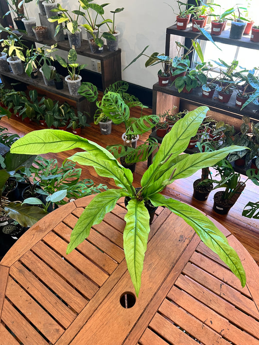 Anthurium Tubtim 6”