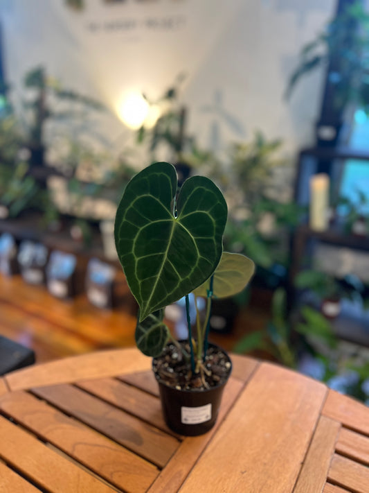 Anthurium Clarinervium